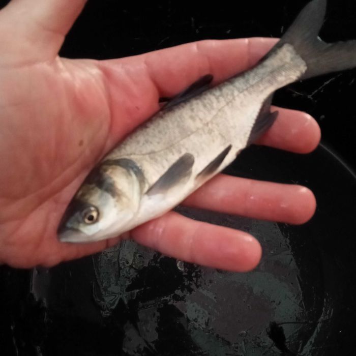 Karp Amur Karaś Lin Jesiotr Koi Narybek Ryby do stawu !