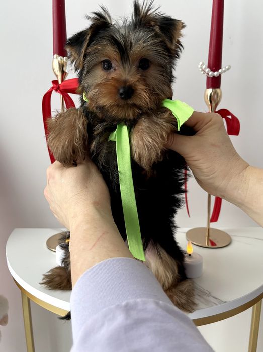 Всього 4 Чарівніх Йорків