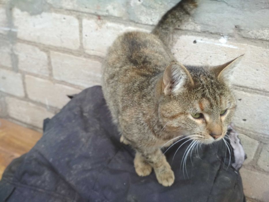 Кішку отдамо в хороші руки