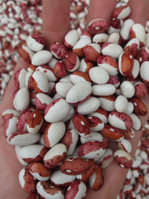 Продам квасолю Червона шапочка, Лімська, Ясь кущова