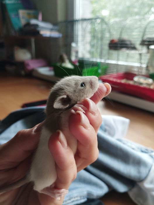 Дамбо криси хлопчики