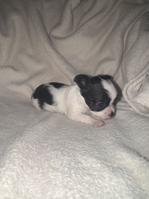 Poesek chihuahua długowłosy