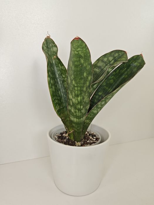 Sansevieria Scimitariformis Silver Bezrzecze  OLX.pl