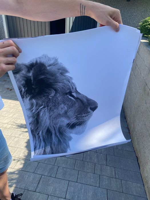 Plakat obraz Lew 50x70