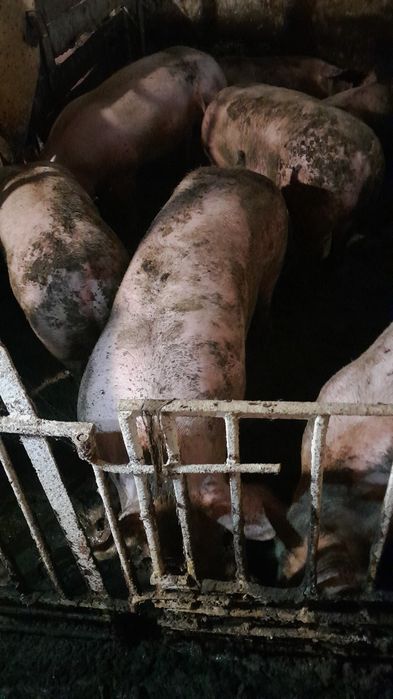 Продам свиней живым весом,Свині живою вагою 150+кг