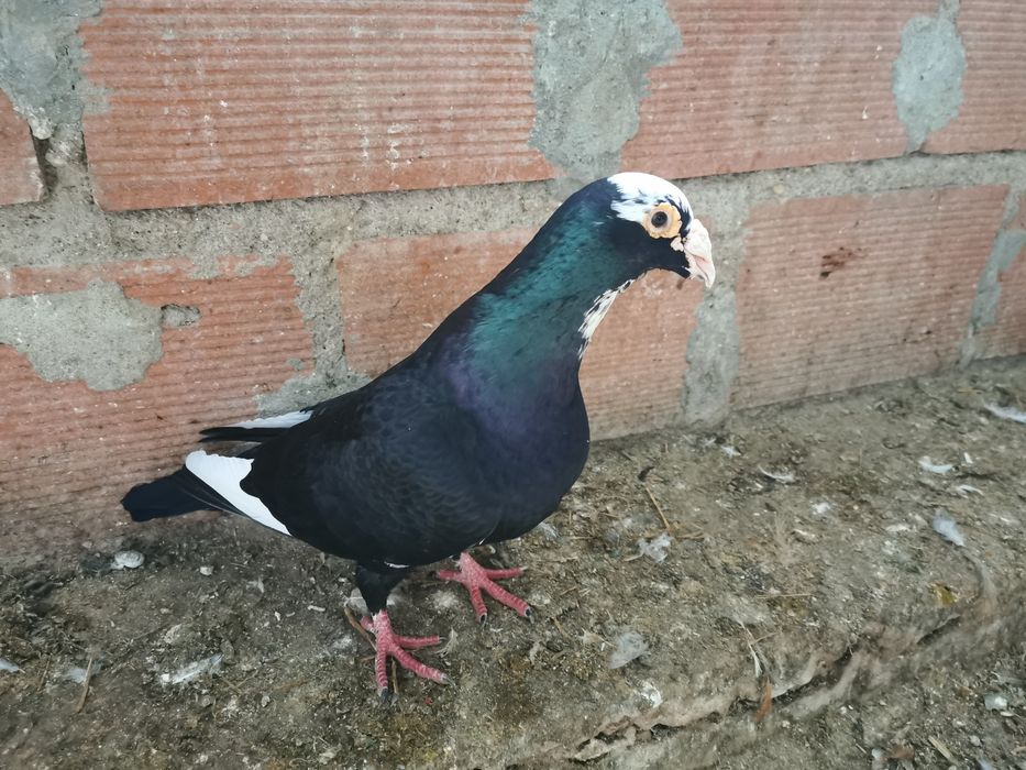 Pombo correio linha antiga