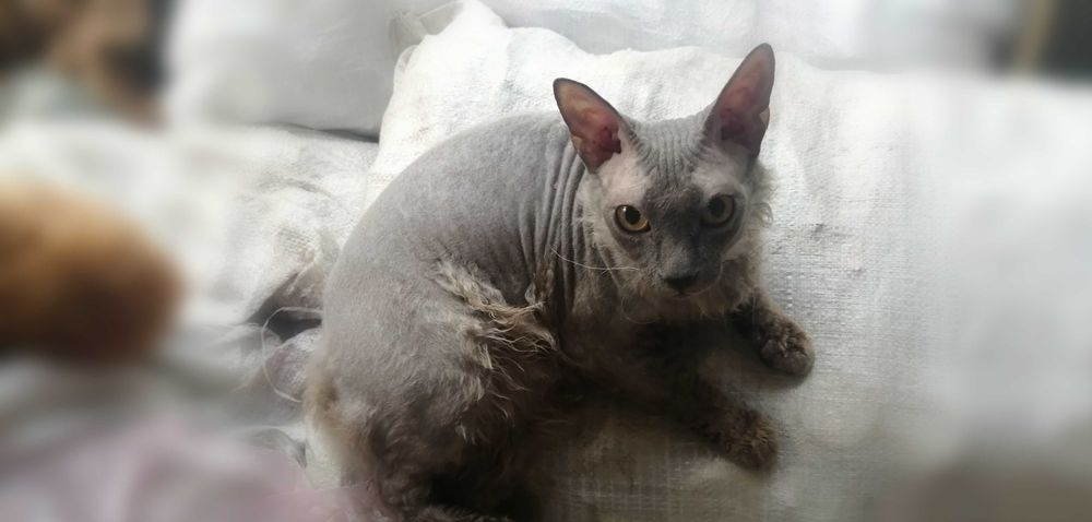 Кошенята вiд донського сфiнкса · Котята от донского сфинкса · Sphynx