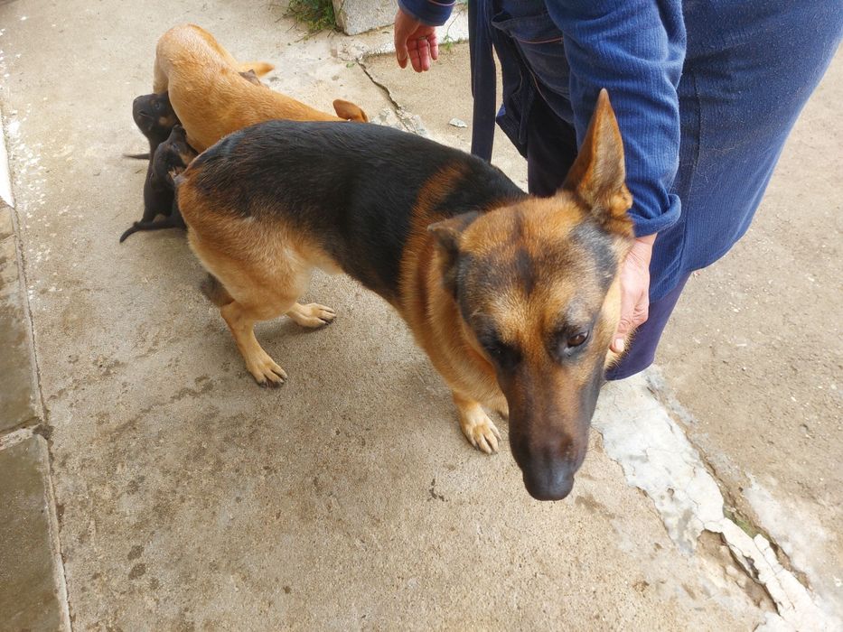 Cães para adopção