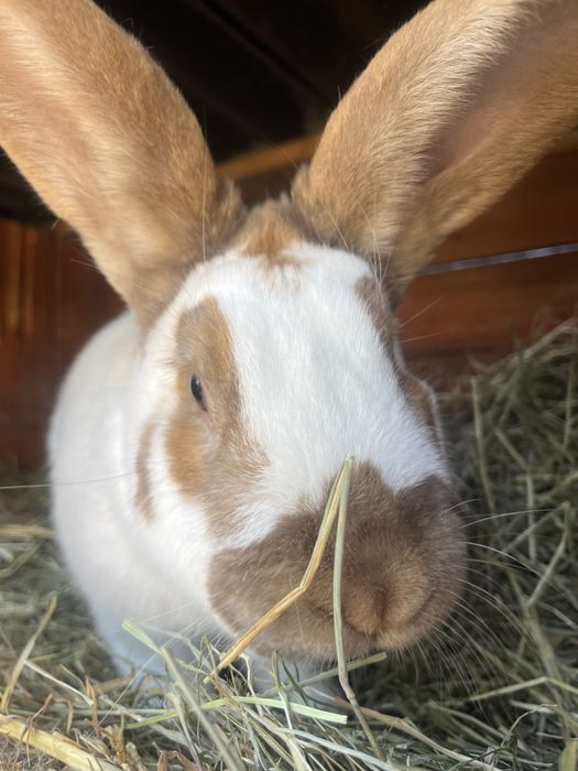 Samiec roczny Hawana