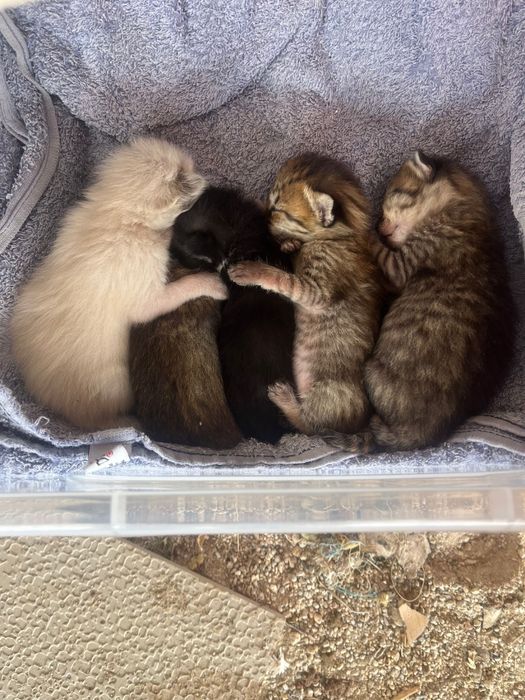 Gatinhos para dar