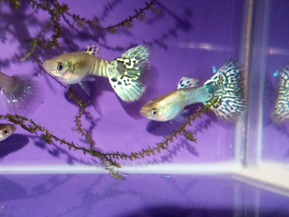 Guppies  Yellow Cobra