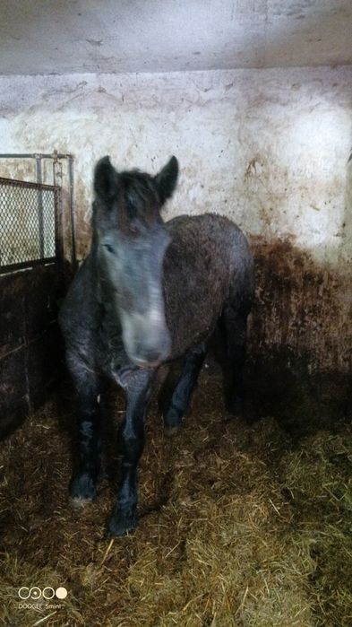 Źrebaki ogierki PKZ