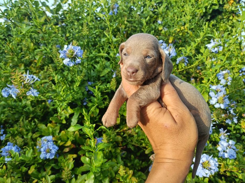 Macho mini Isabella
