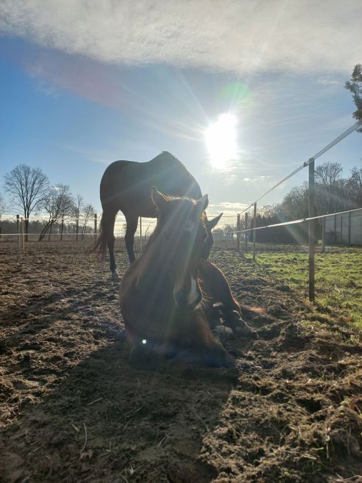 Sprzedam wałacha AQH karego