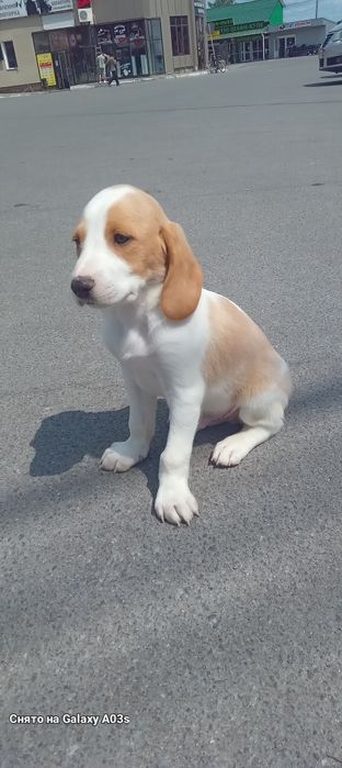 Щенки бигль девочка и мальчики