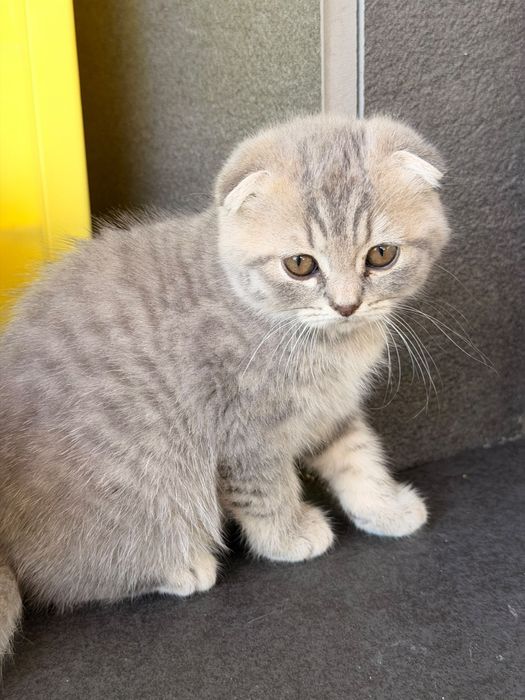 Gatinha Scottish Fold Silver Tabby com branco