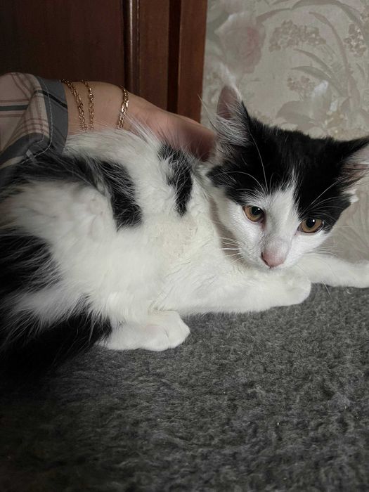 Віддам кошенят котиків в добрі руки