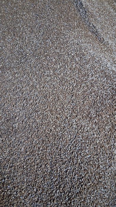 Sprzedam Pszenżyto ozime