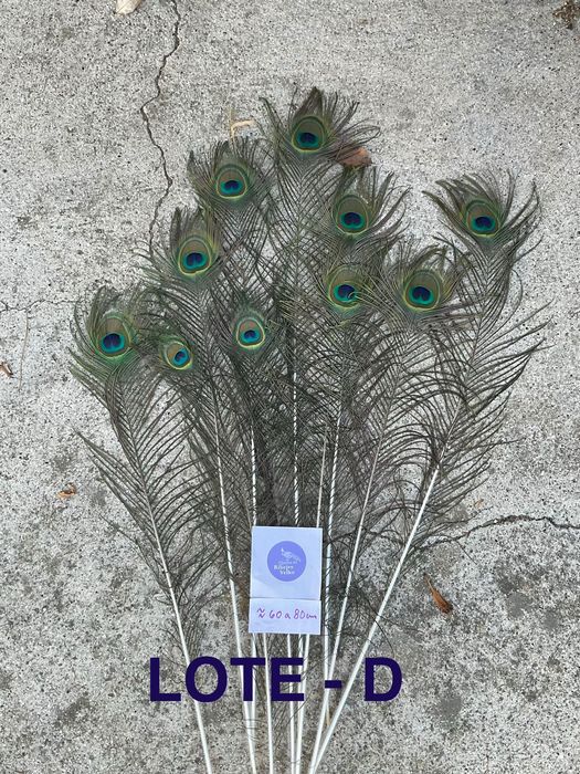Pavão, penas para decoração