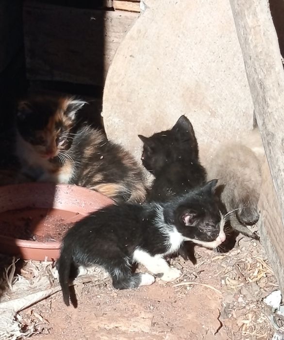 Gatinhos bebé para adoção com 1 mês
