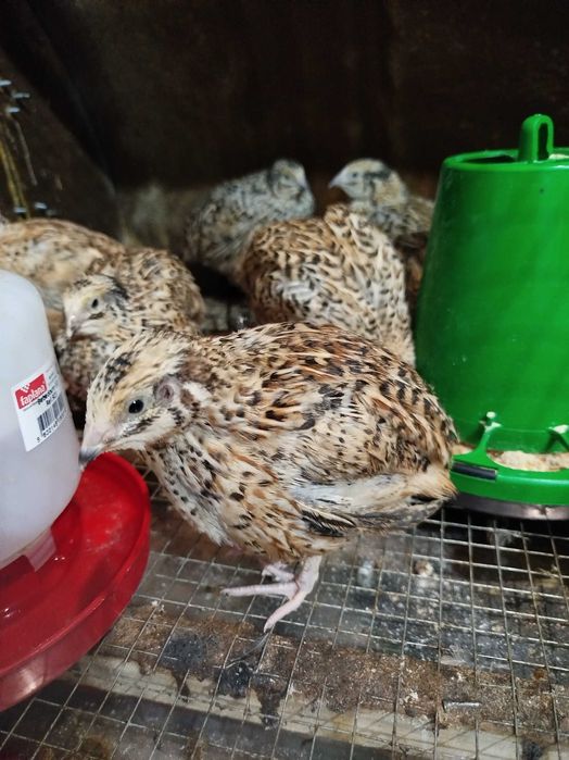 Codornizes e derivados