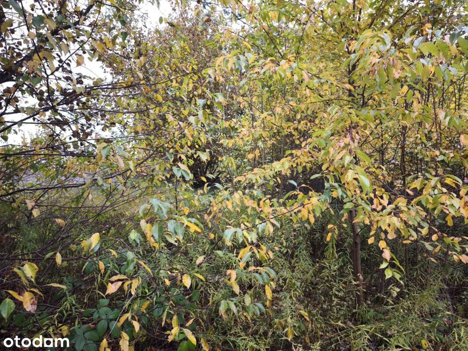 Działka z domkiem rekreacyjnym