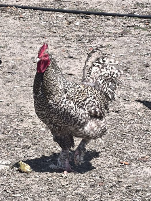 Galos malines boa genética