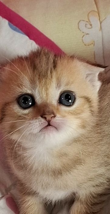 Шотландські кошенятка