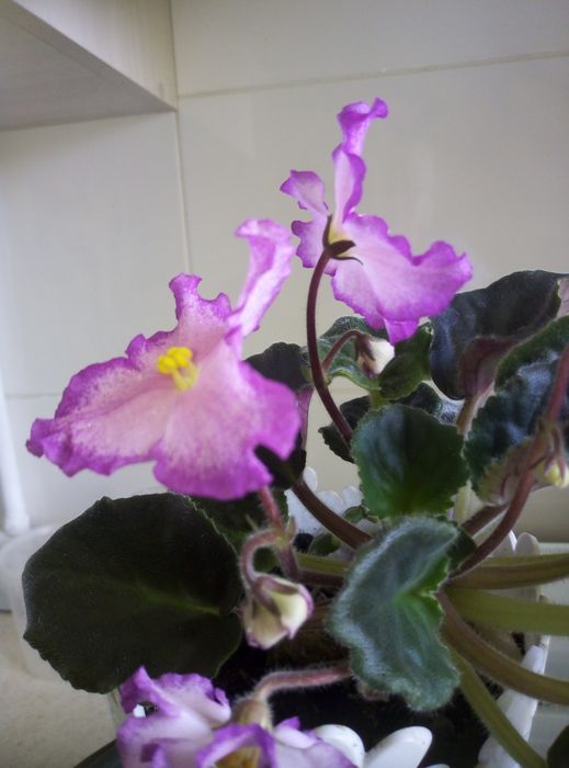 Фиалки  в горшочках