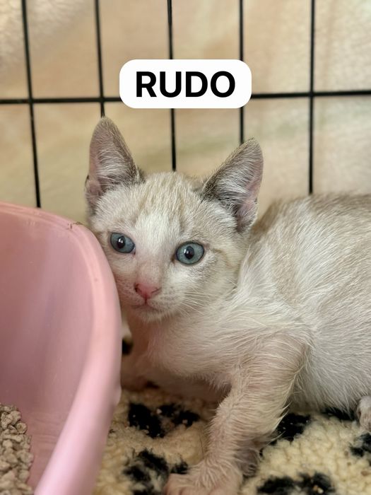Gatos bebés para adoção responsável
