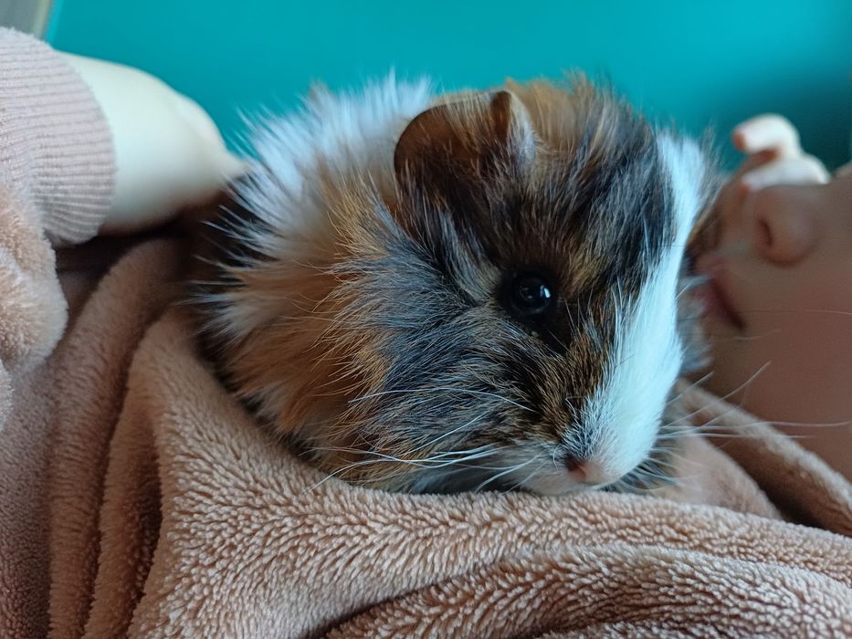 Swinka morska, cavia domowa samczyk