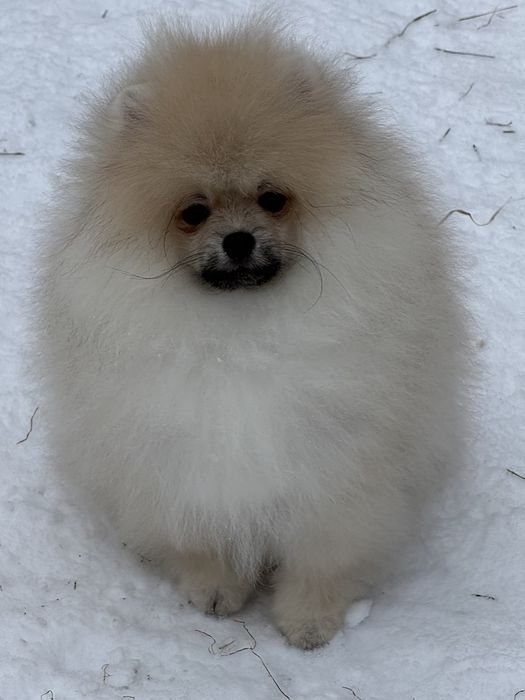 Хлопчик померанського шпіца