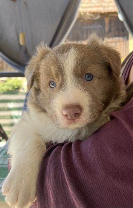 Border Collie piesek lilak