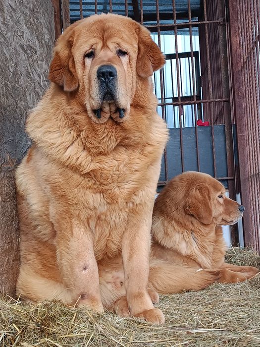 Хлопчик - тибет - в гарну родину