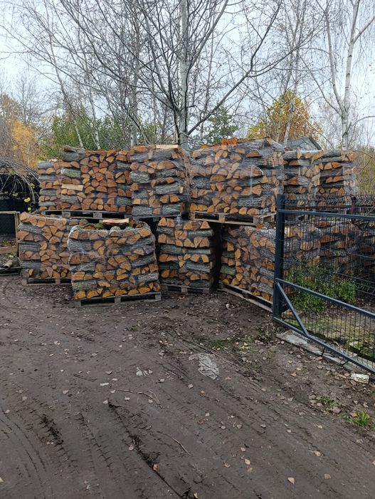 Witam Świeża olszyna