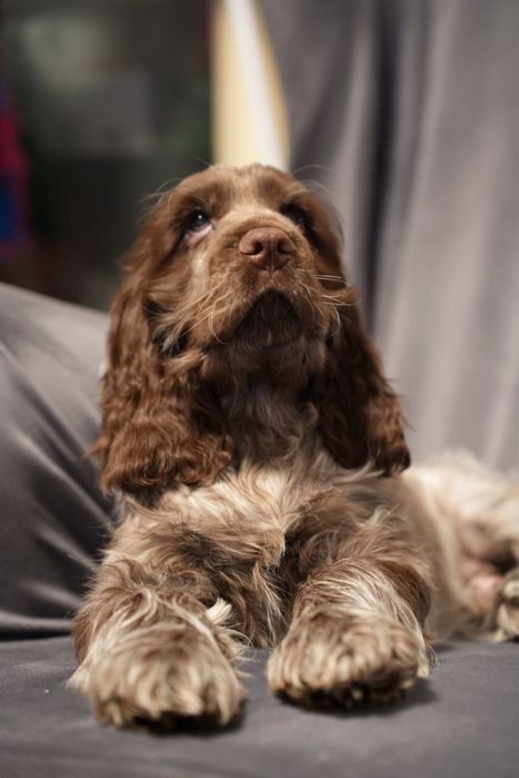 Cocker spaniel angielski ZKwP/ FCI