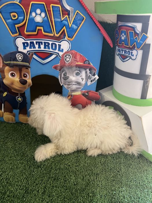 Bichon maltes excelente top femea olhos azuis