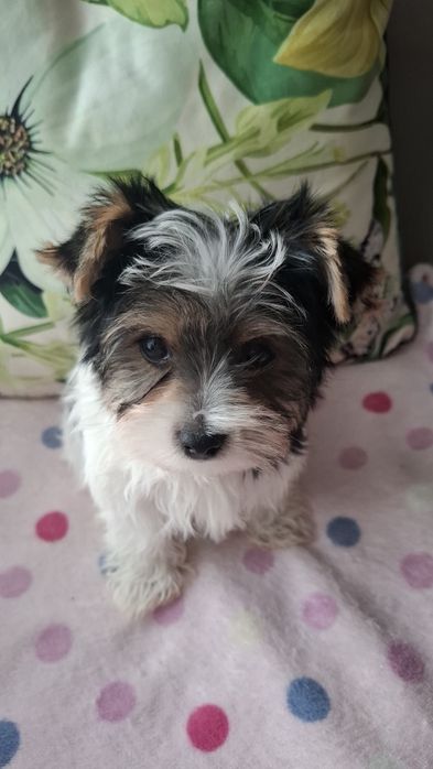 York  Yorkshire Terrier Biwer urocze pieski