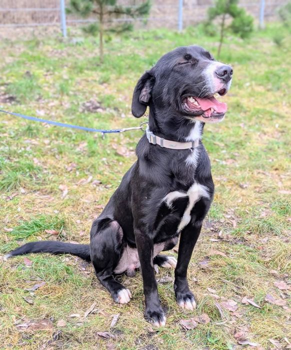 Tristan duży pies o cudownym sercu do adopcji!