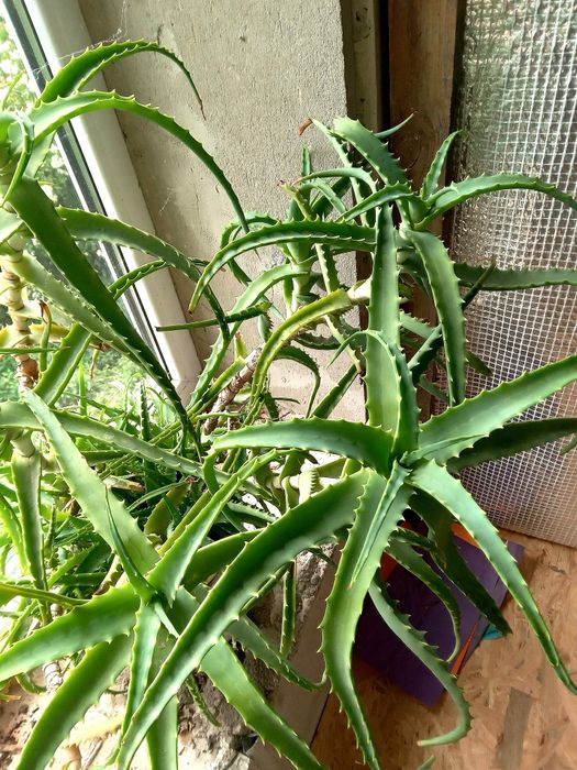 Продам алоє недорого