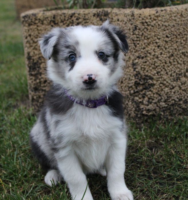 ZAREZERWOWANA!!!GOTOWE DO ODBIORU Border collie suczka blue merle