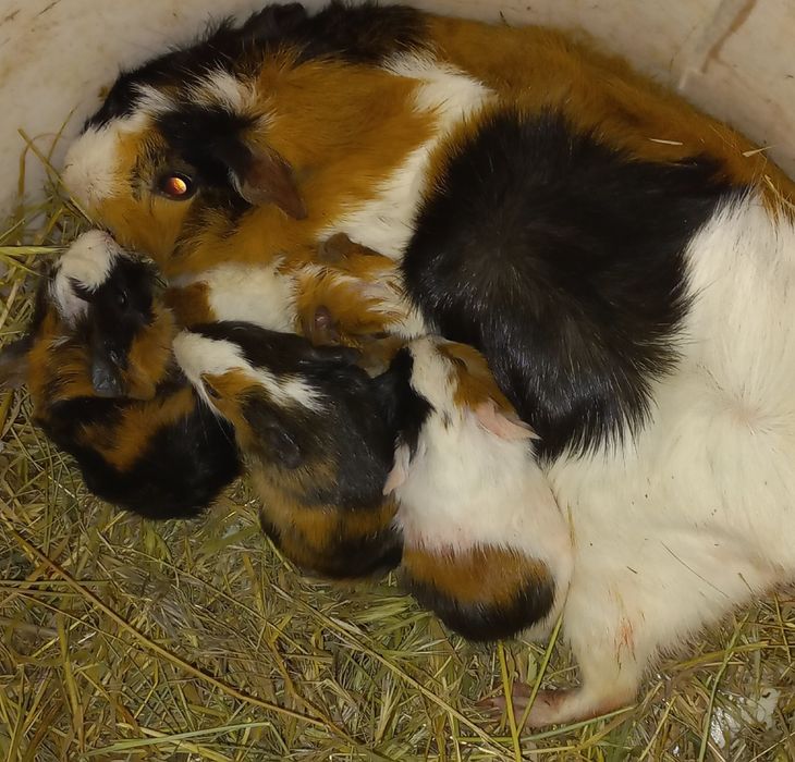 Морские свинки девочки и мальчики