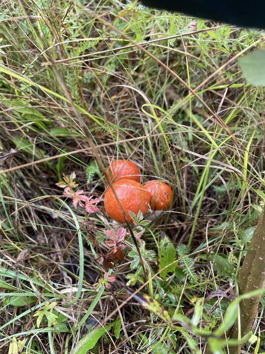 Сушені гриби топольові гриби (підберезовики, червоноголовики)