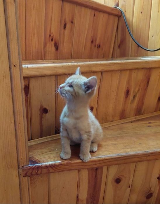 Рыжий котенок в добрые руки
