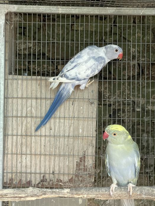 Ring necks opalinos/cc e violetas cc