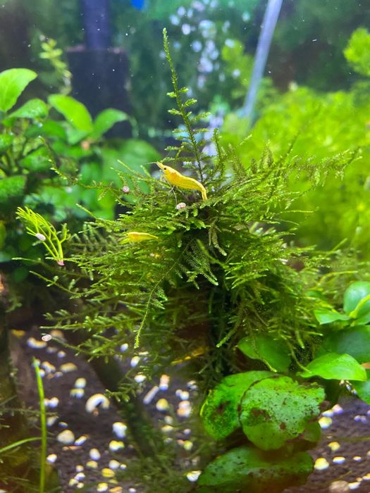 Neocaridinas yellow (amarela)