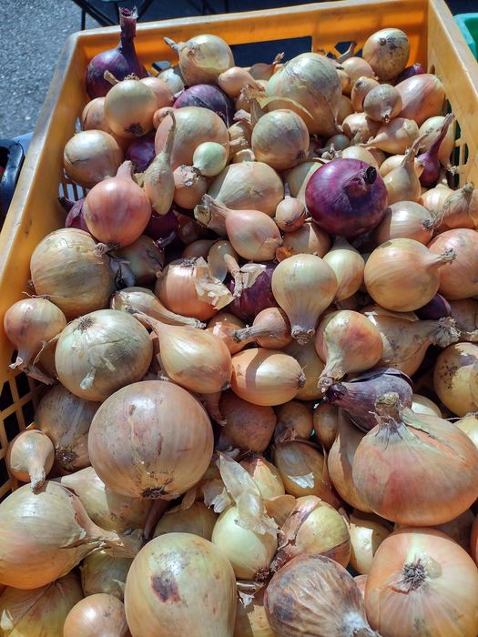 Sprzedam cebulę żółtą