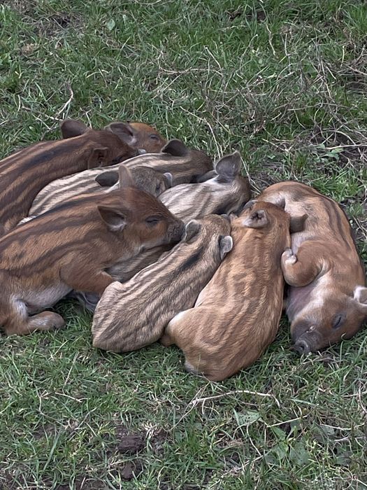 Поросята Пухова Мангалиця