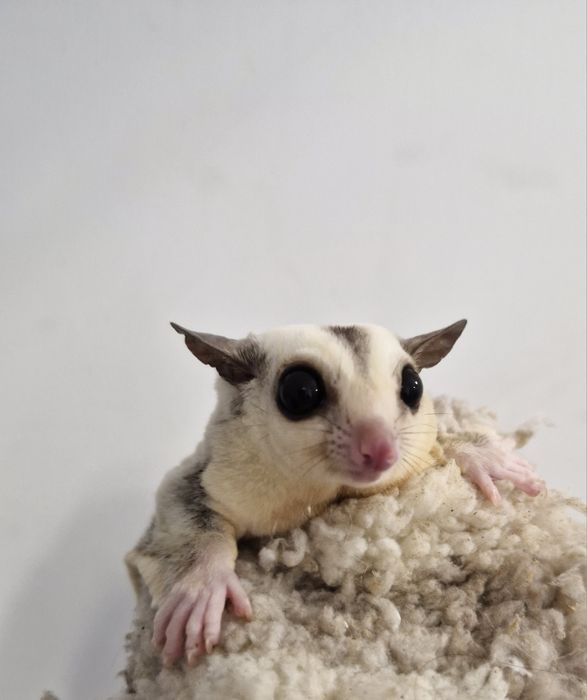 Lotopałanka Karłowata