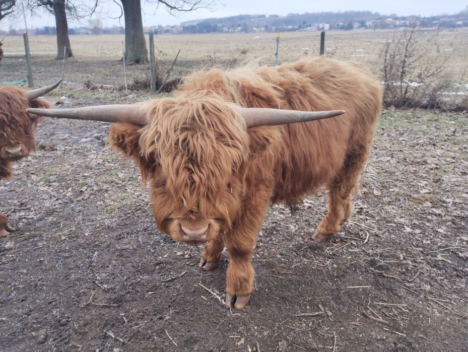 Bydło szkockie highland cattle